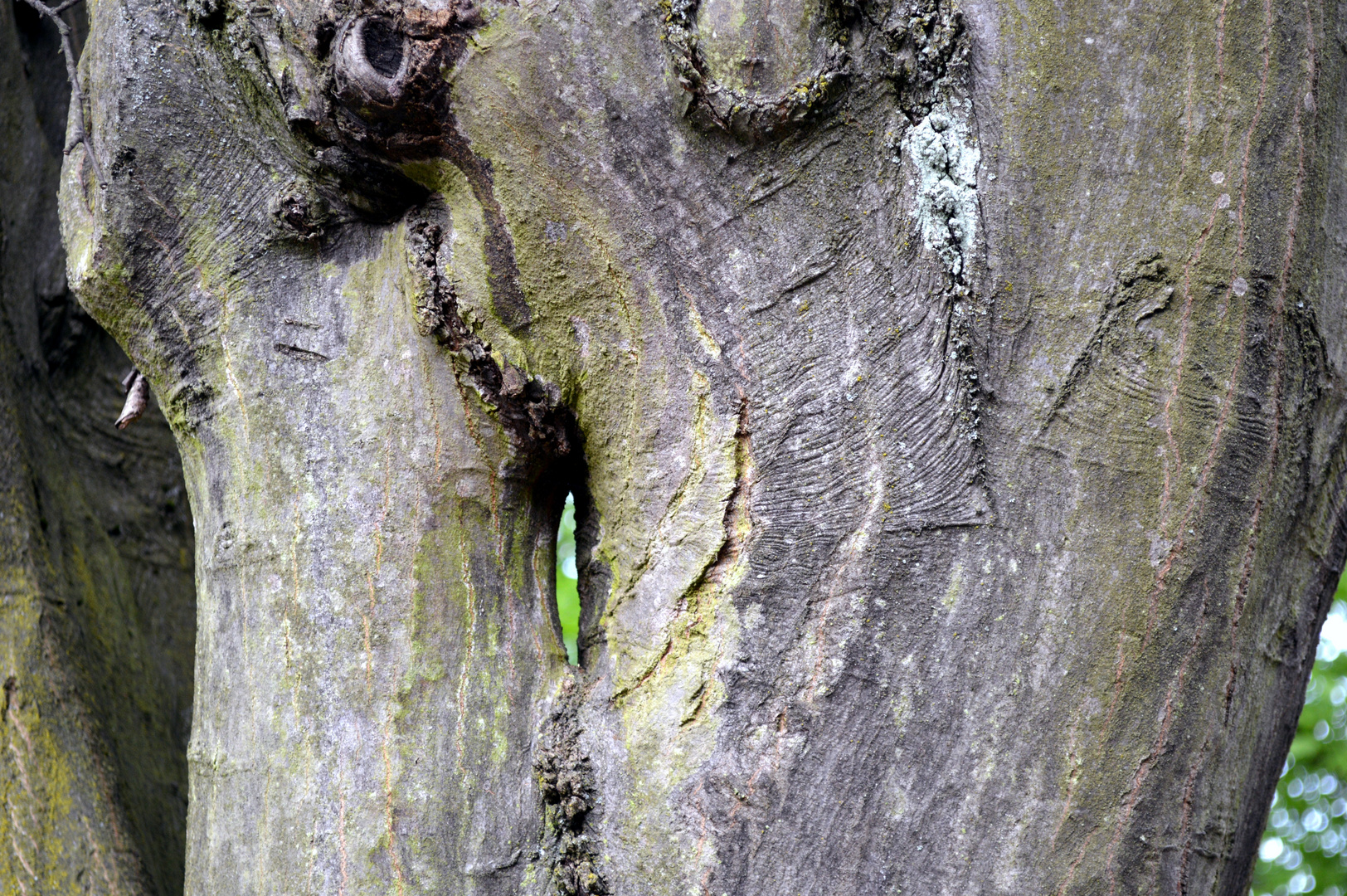 Baum mit Durchblick