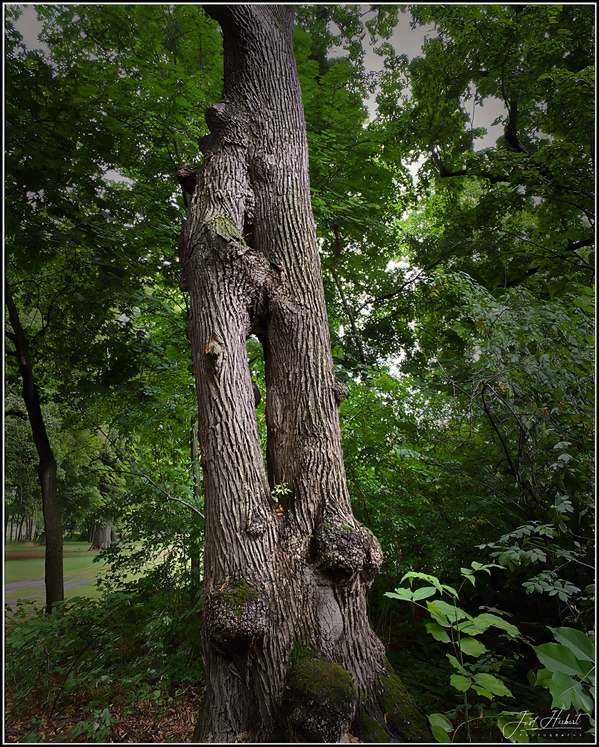 Baum mit Durchblick ...