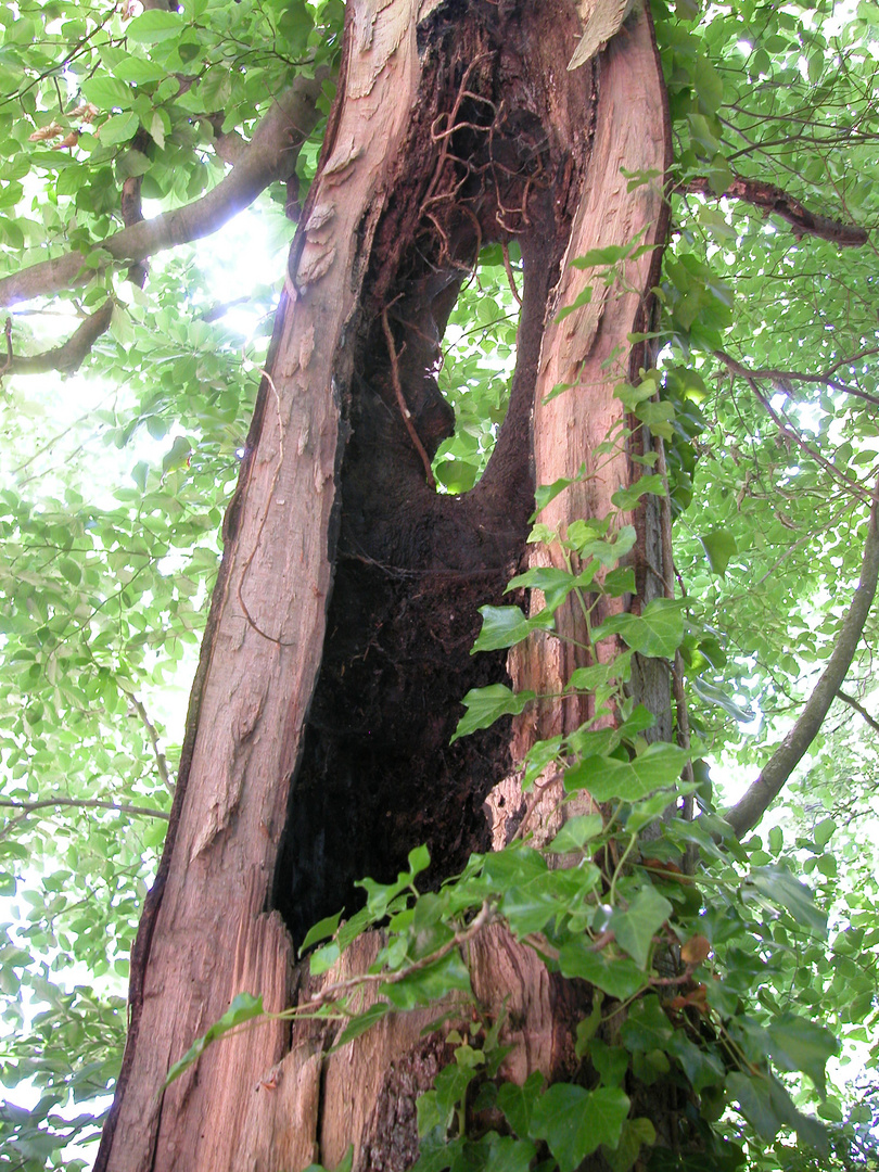 Baum mit Durchblick