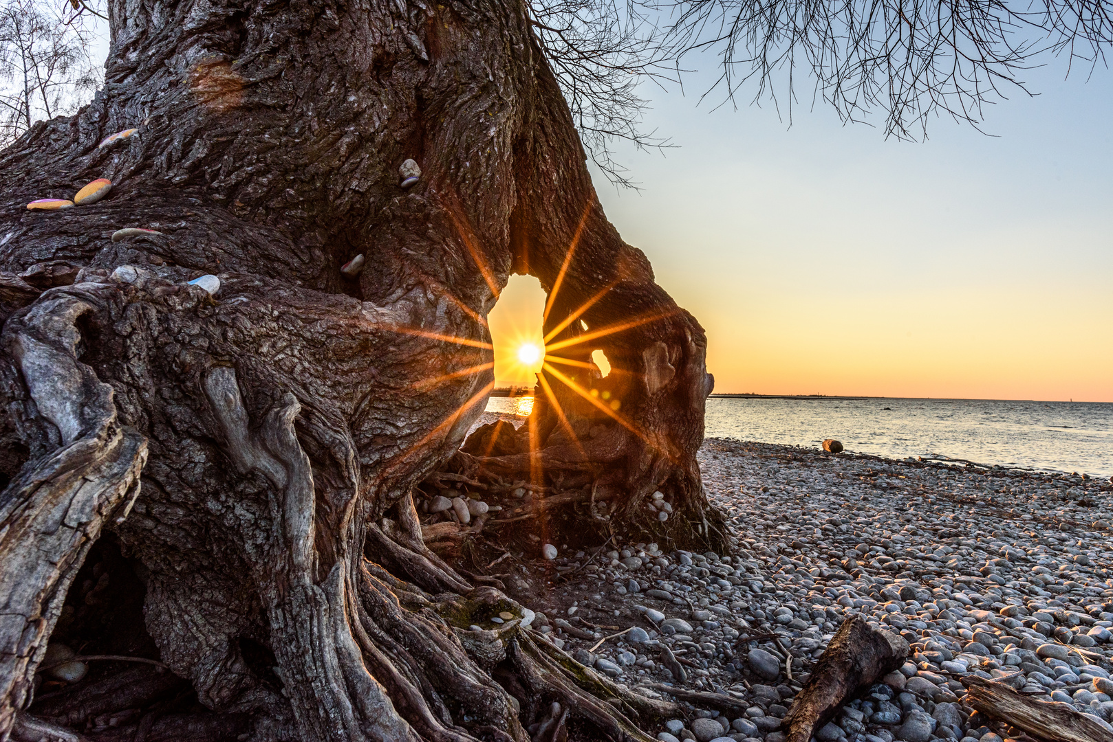 Baum mit Durchblick