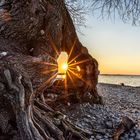 Baum mit Durchblick