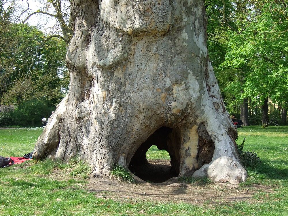 Baum mit Durchblick