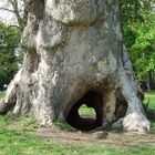 Baum mit Durchblick