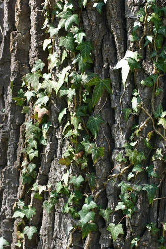 Baum mit Efeu