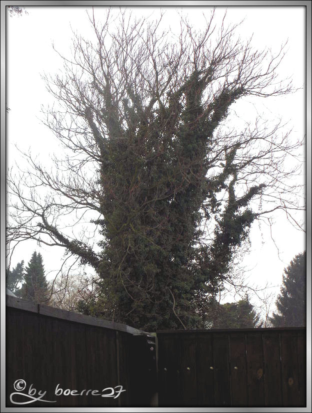 Baum mit Efeu oder Efeu - Baum ?