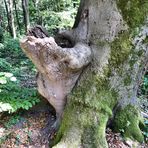 Baum mit eigenem Waschbecken