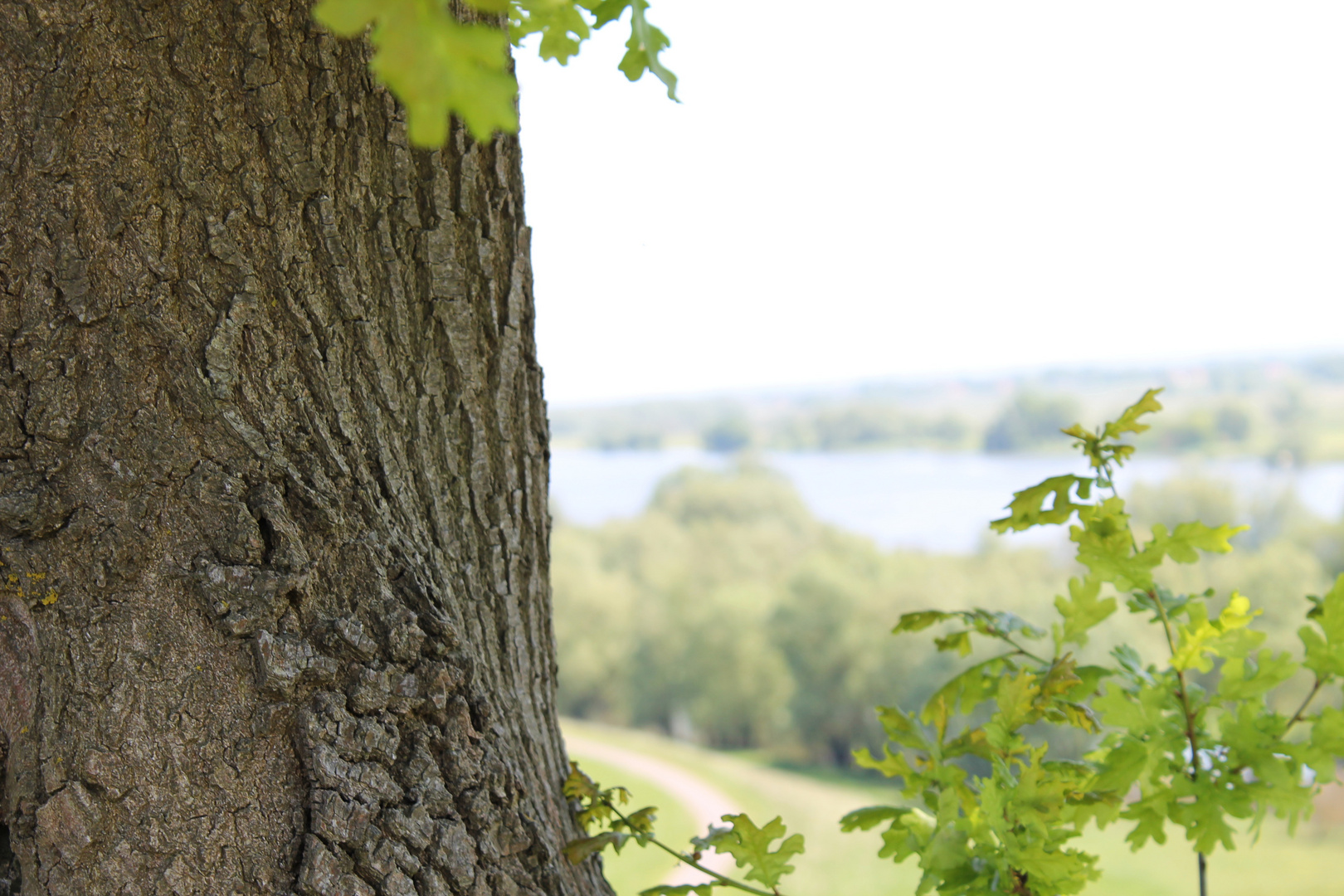 Baum mit Elbe im Hintergrund