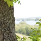 Baum mit Elbe im Hintergrund