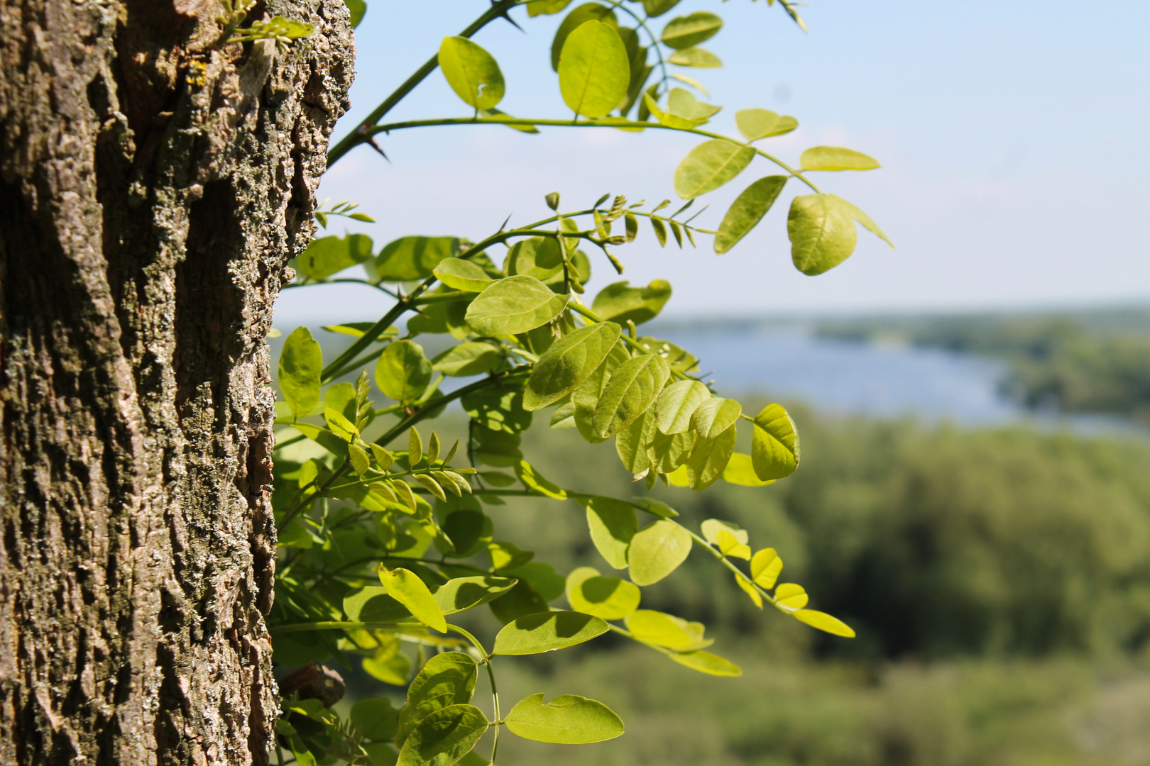 Baum mit Elbe im Hintergrund