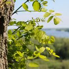 Baum mit Elbe im Hintergrund