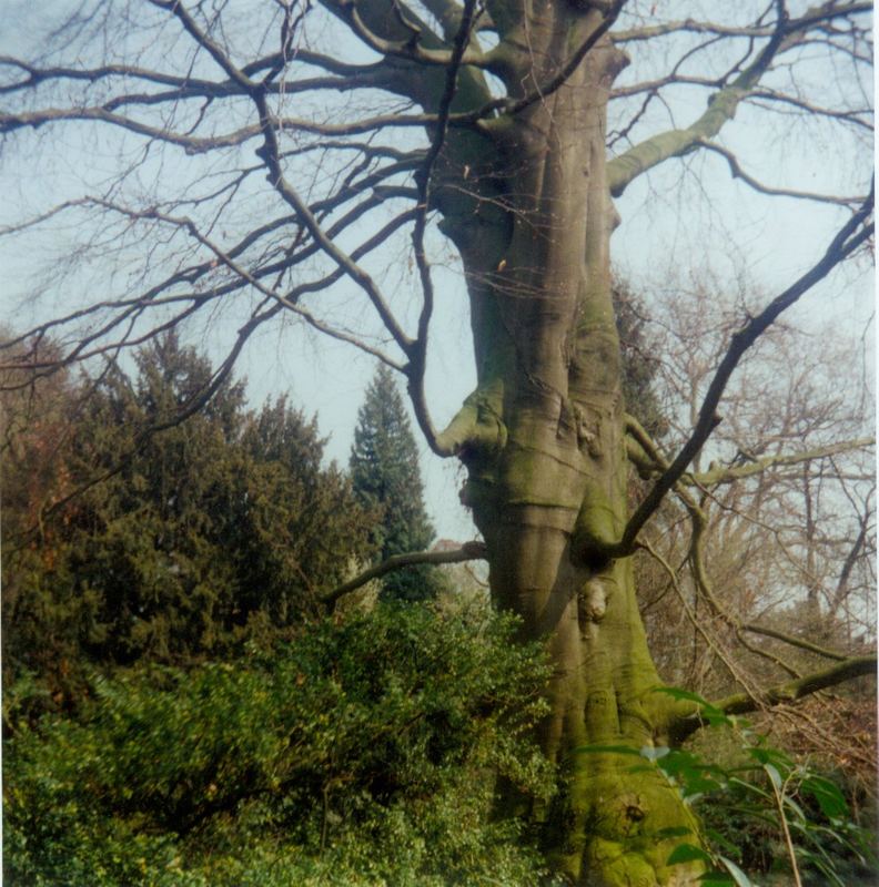 Baum mit Elefantengesicht