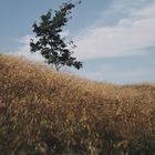 Baum mit Feld