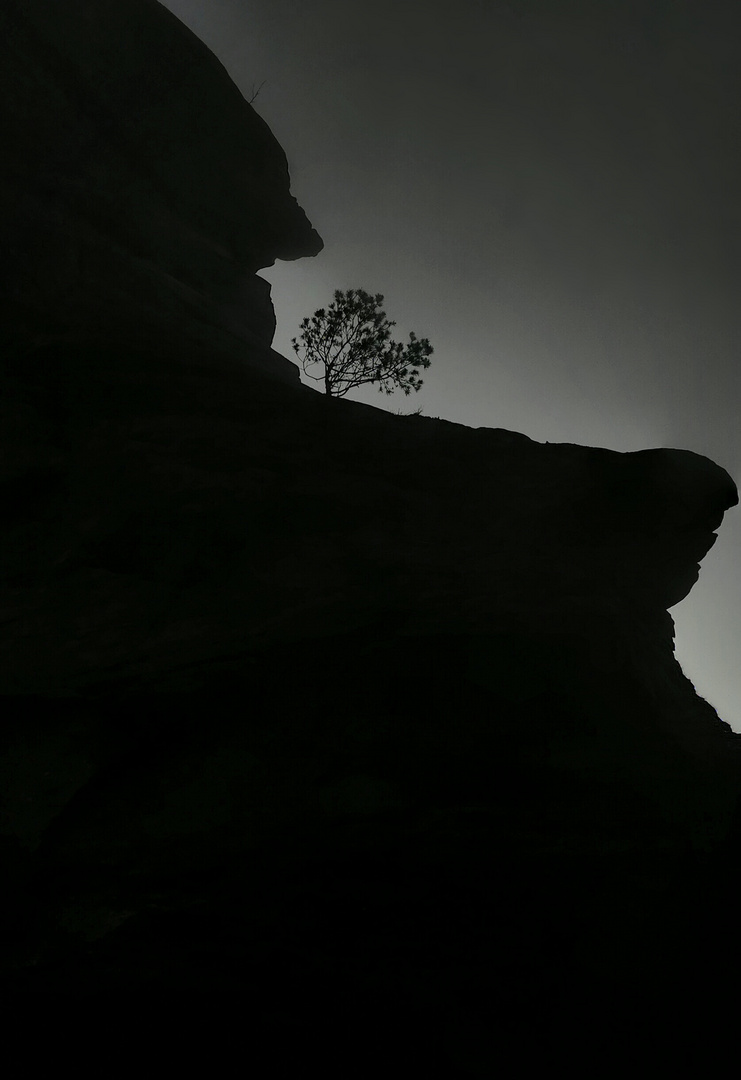 Baum mit Felsen