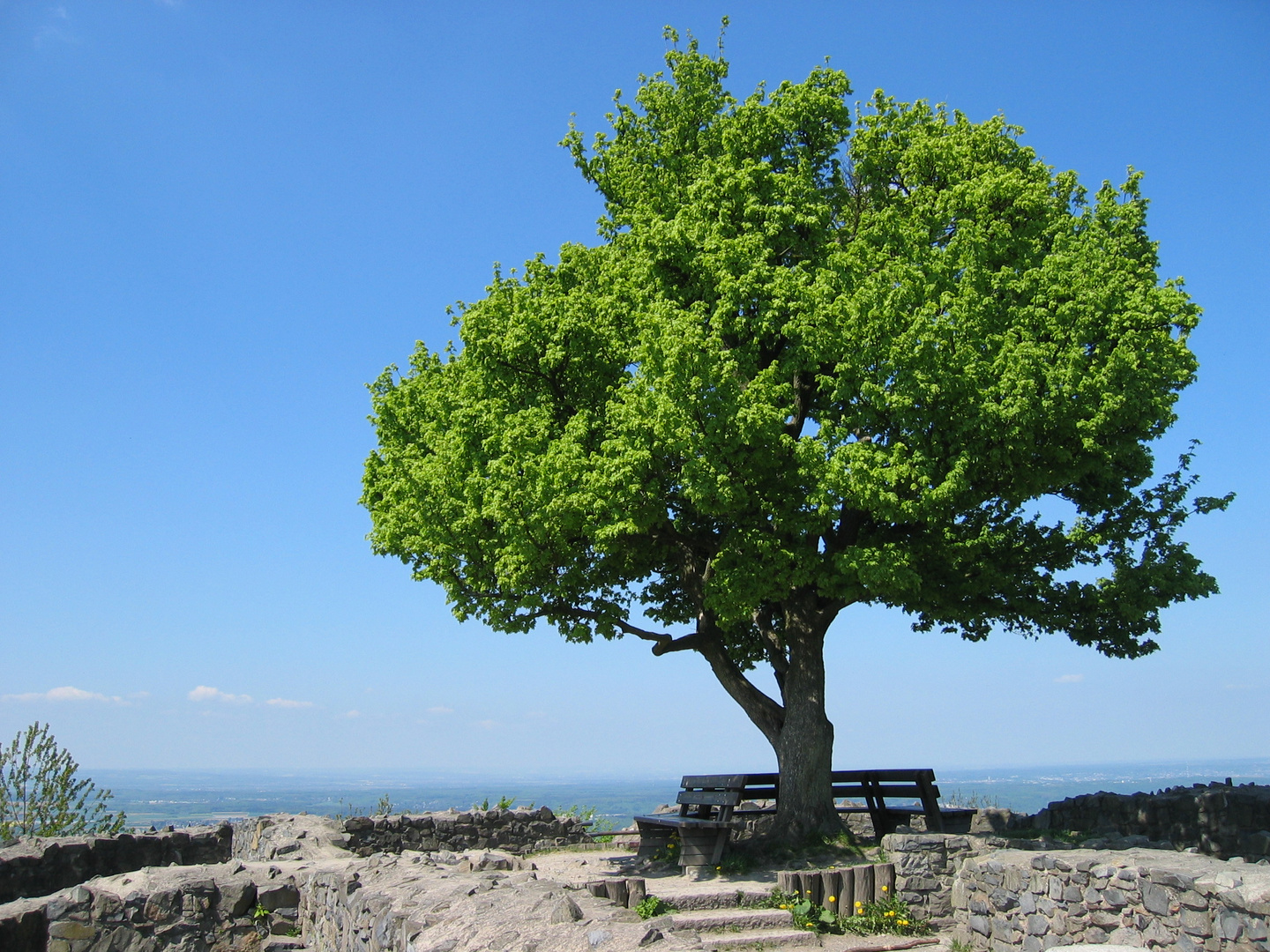 Baum mit Fernblick