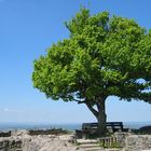 Baum mit Fernblick