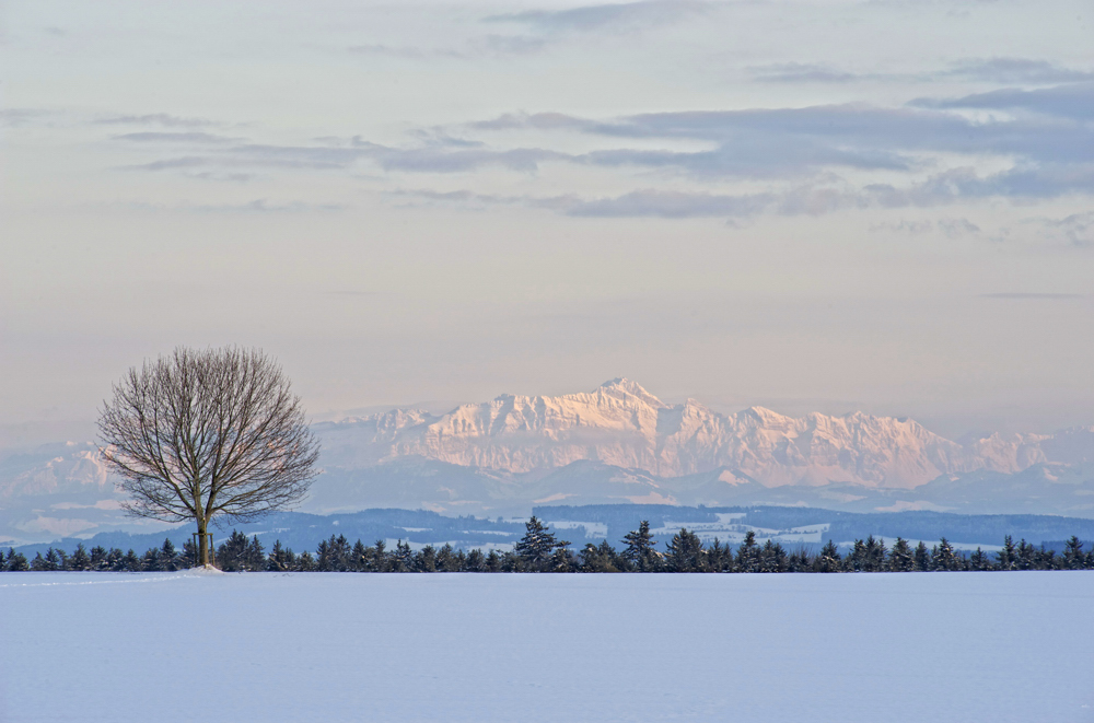 Baum mit Fernsicht