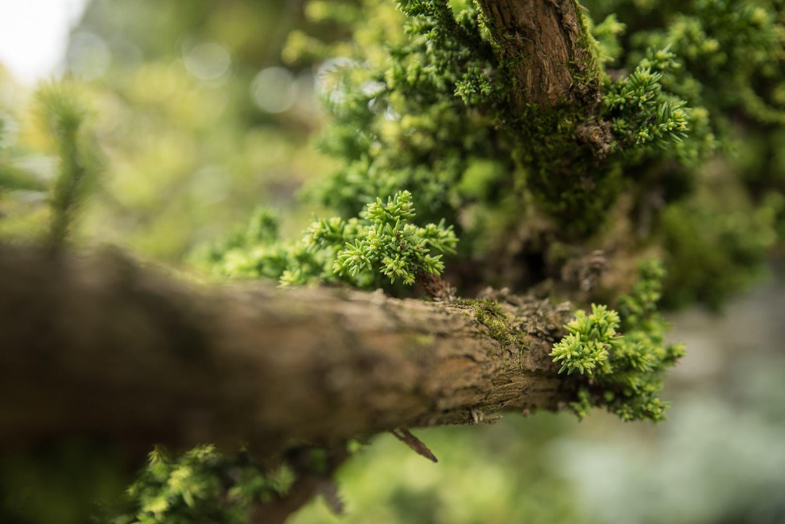 Baum mit Flechtenbewuchs