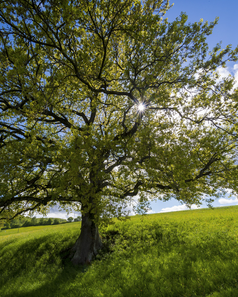 Baum mit Frühlingssonne