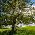 Baum mit Frühlingssonne