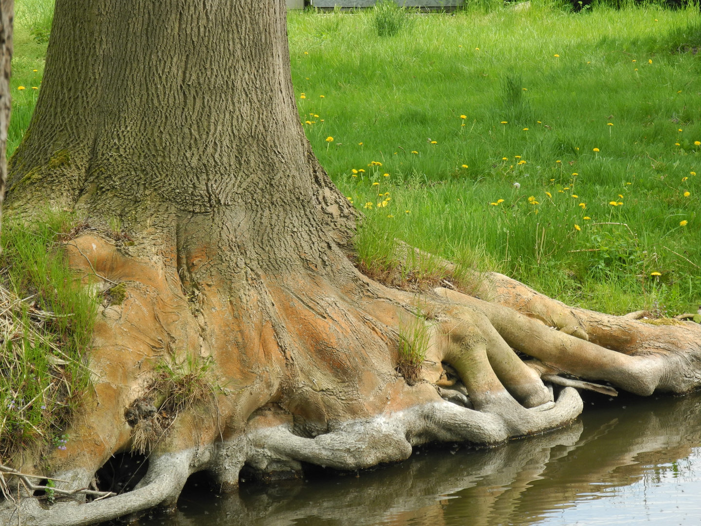 Baum mit Füßen in Groß - Schauen