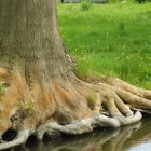 Baum mit Füßen in Groß - Schauen