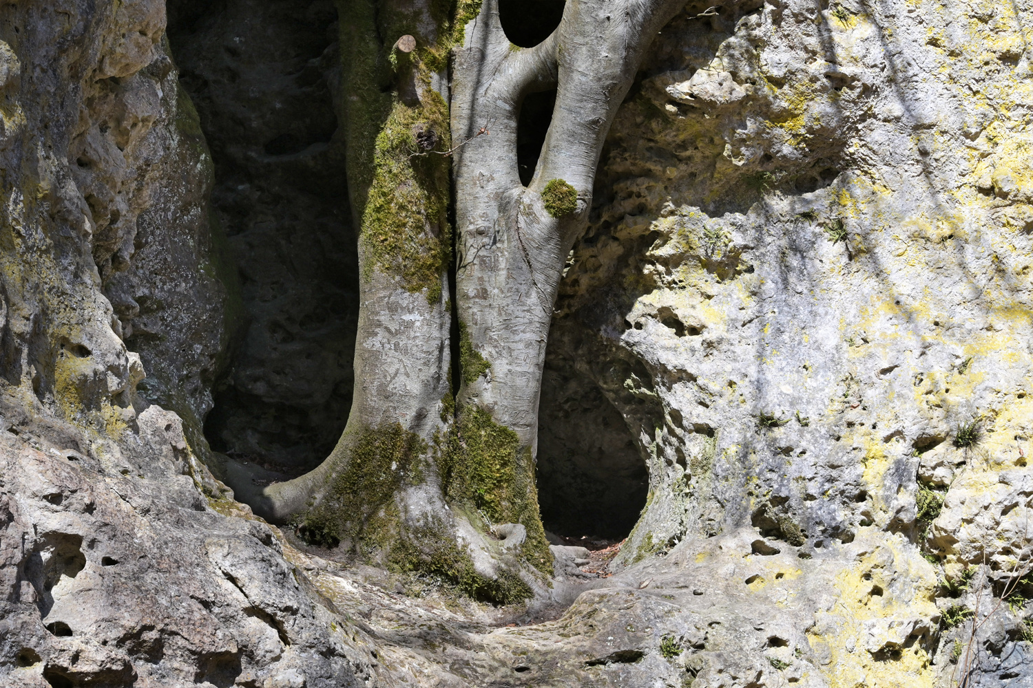 Baum mit Fundament
