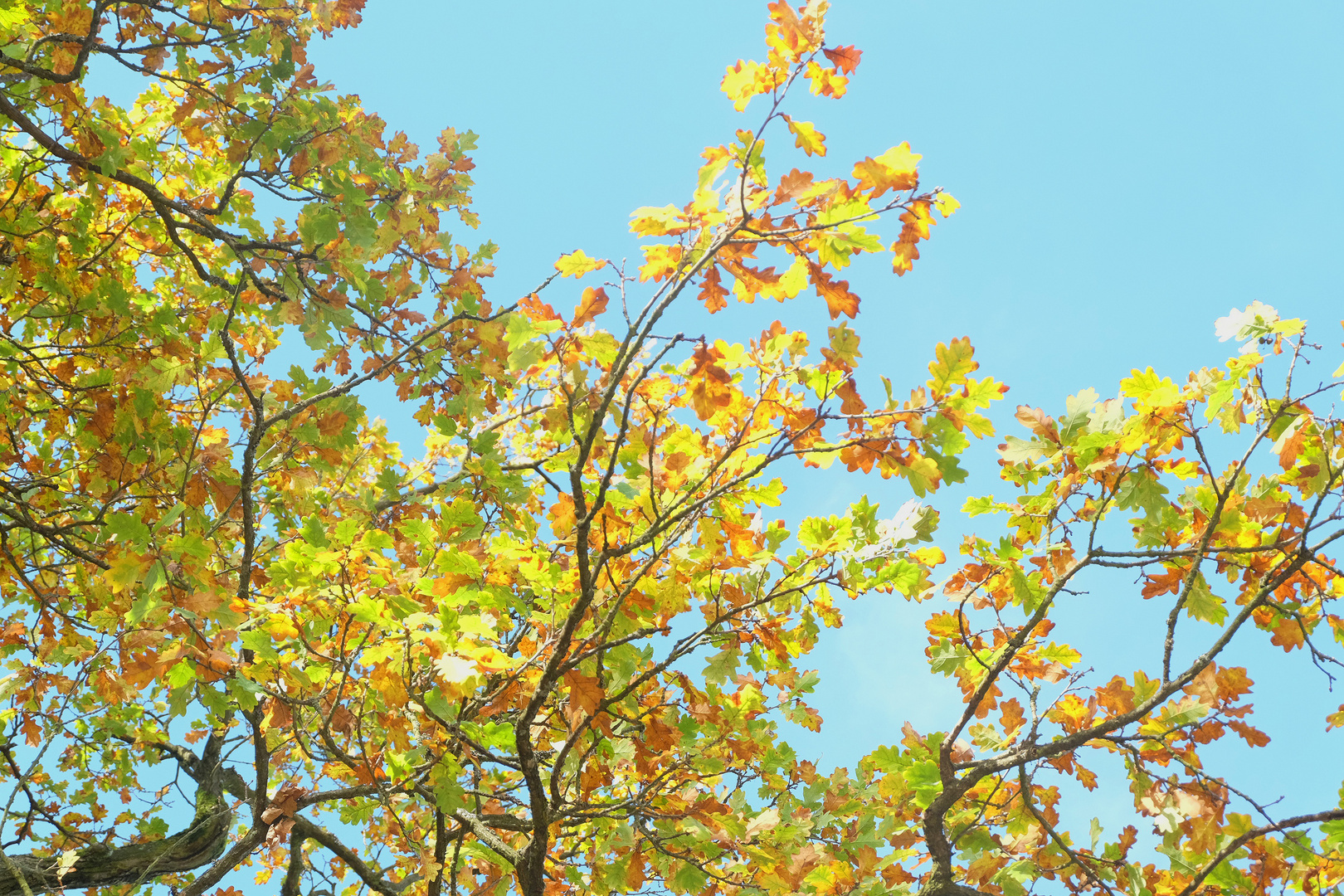 Baum mit gelben Blätter an einem schönen Herbsttag von unten fotografiert