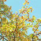 Baum mit gelben Blätter an einem schönen Herbsttag von unten fotografiert