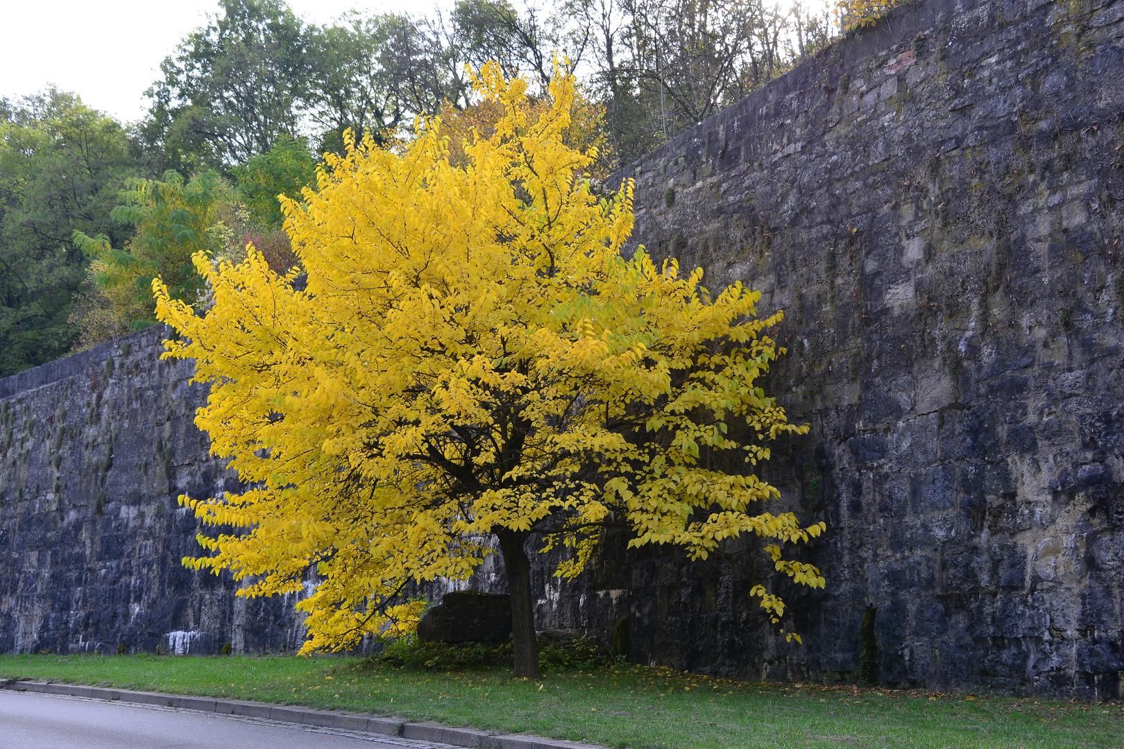 Baum mit gelber Herbstfärbung