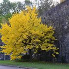 Baum mit gelber Herbstfärbung