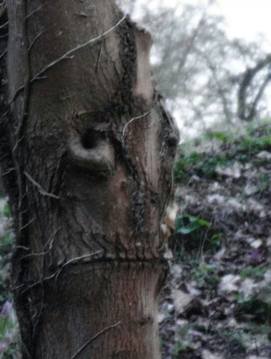 Baum mit Gesicht 1