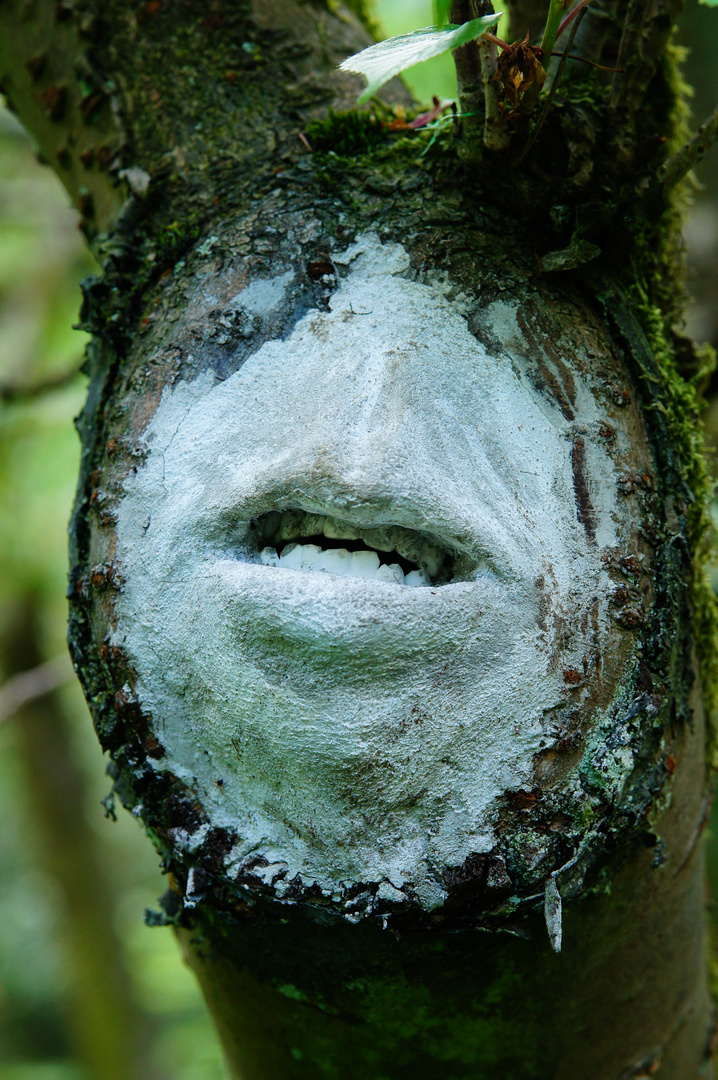 Baum mit Gesicht