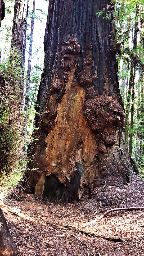 Baum mit Gesicht