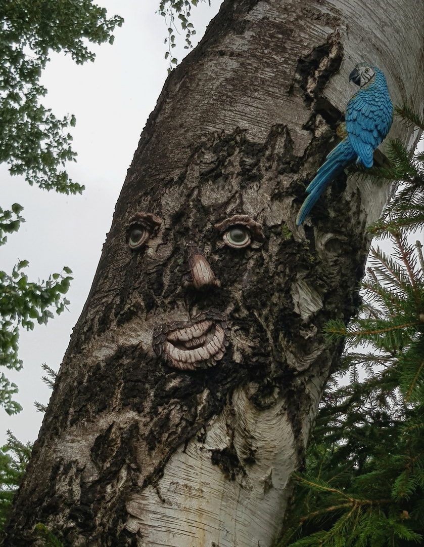 Baum mit Gesicht 