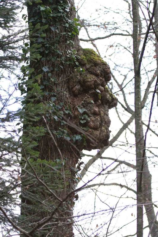 Baum mit Gesicht