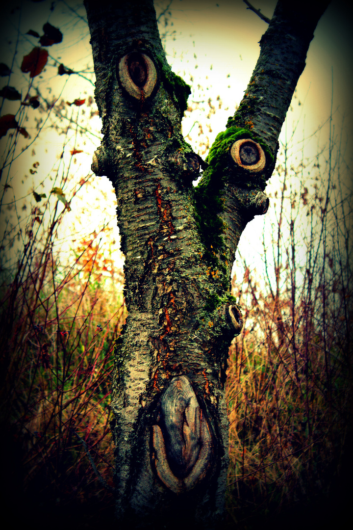 Baum mit Gesicht