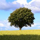 Baum mit Getreidefeld auf Seeland/Dänemark