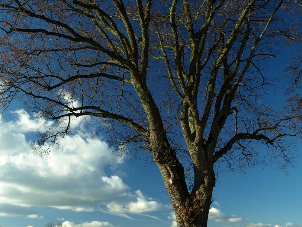 Baum mit Glatze