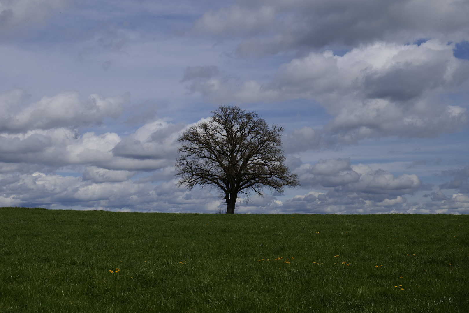 Baum mit Greifvogel