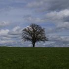 Baum mit Greifvogel