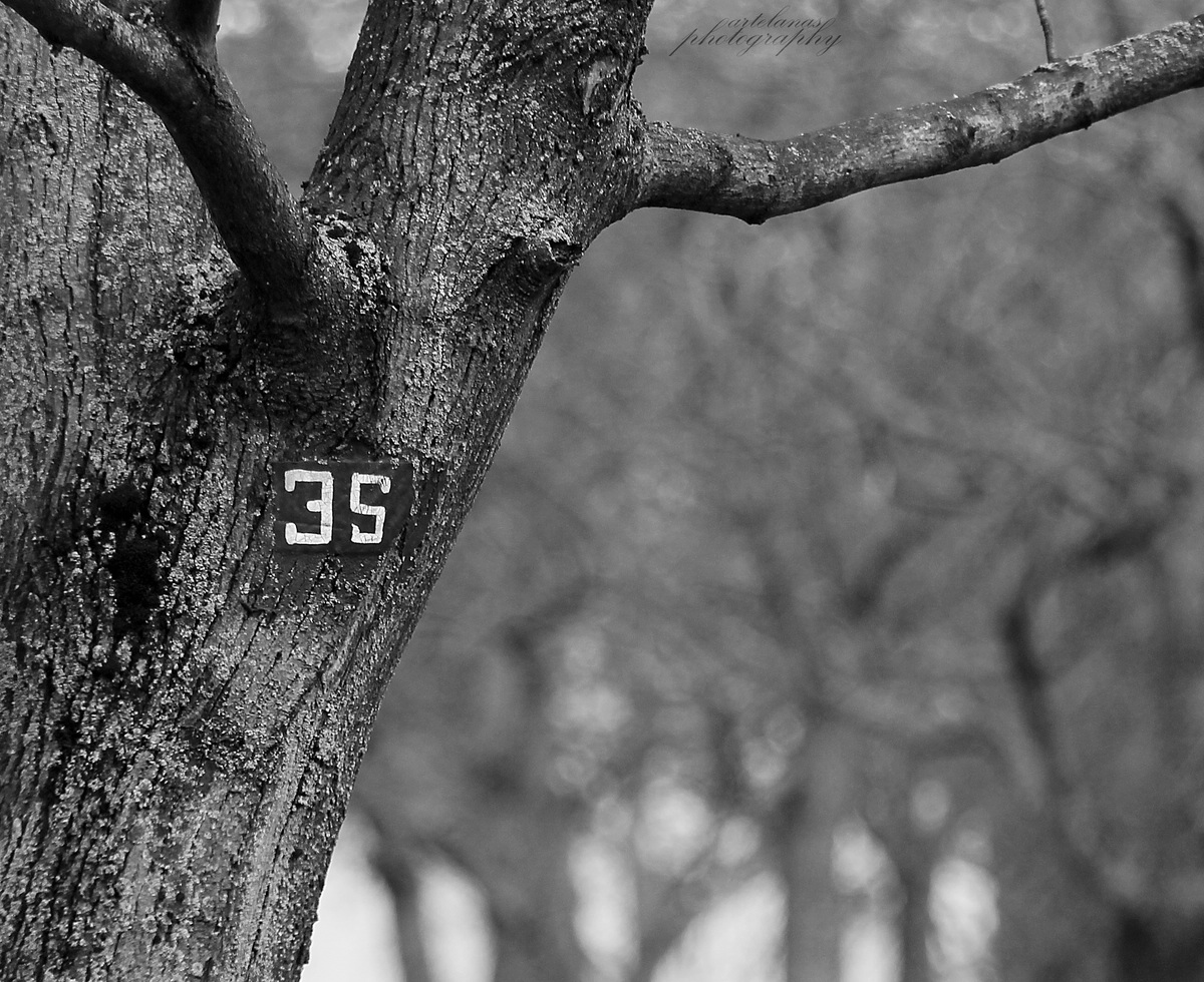 Baum mit Hausnummer