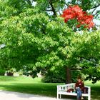 Baum mit Herz