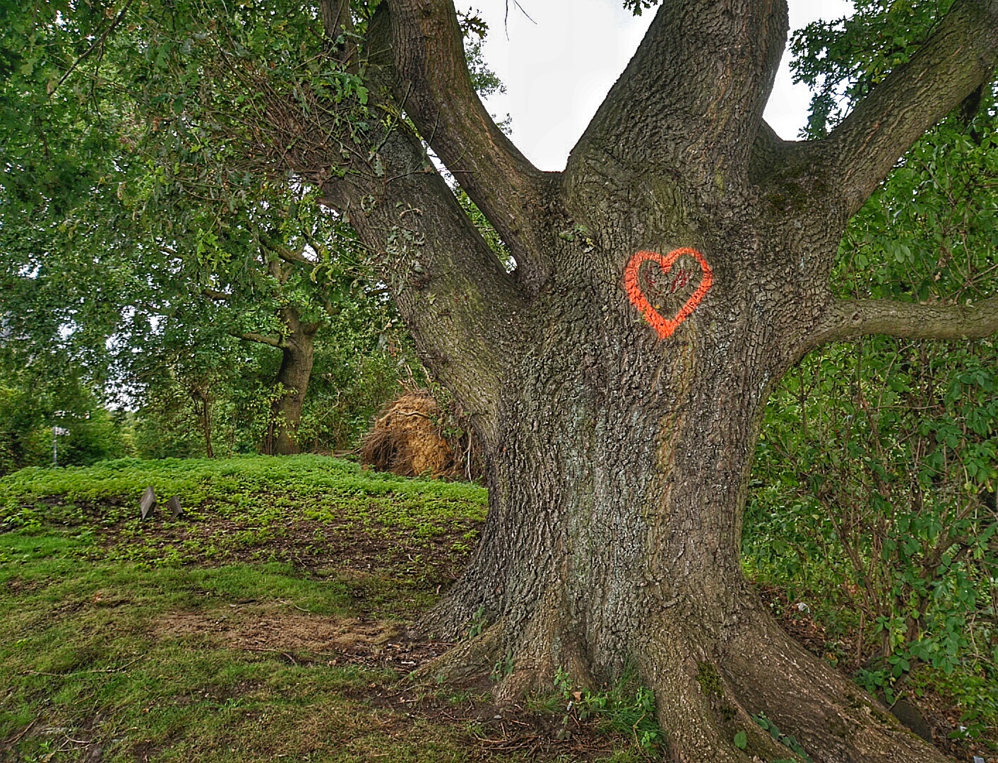 Baum mit Herz