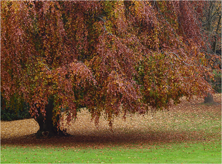 Baum mit Herz