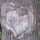 Baum mit Herz