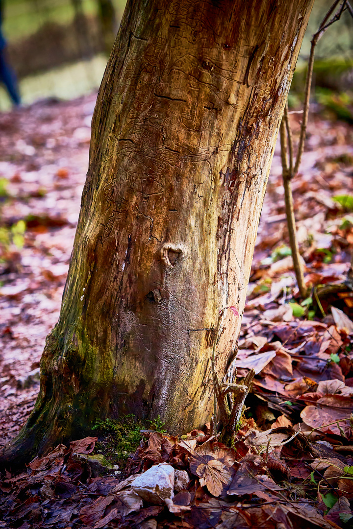 Baum mit Herz 