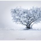 Baum mit Herz