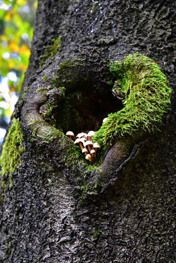 Baum mit Herz