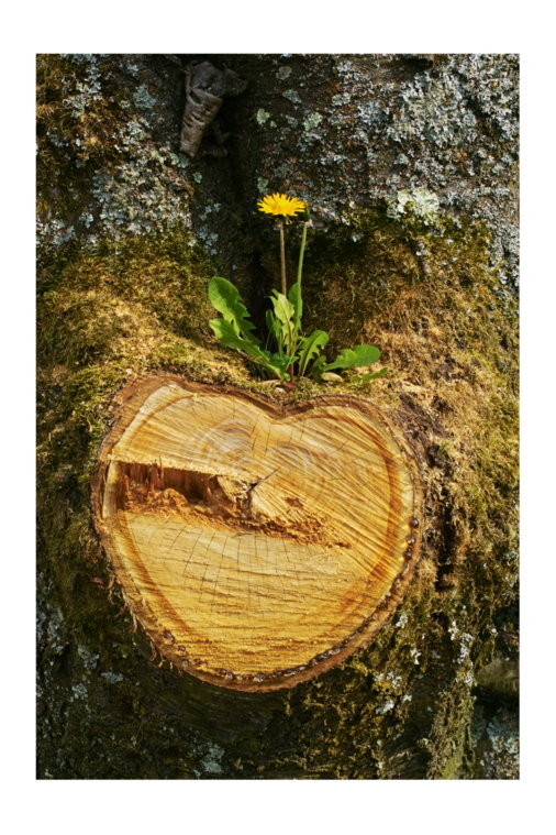 Baum, mit Herz für Löwenzahn