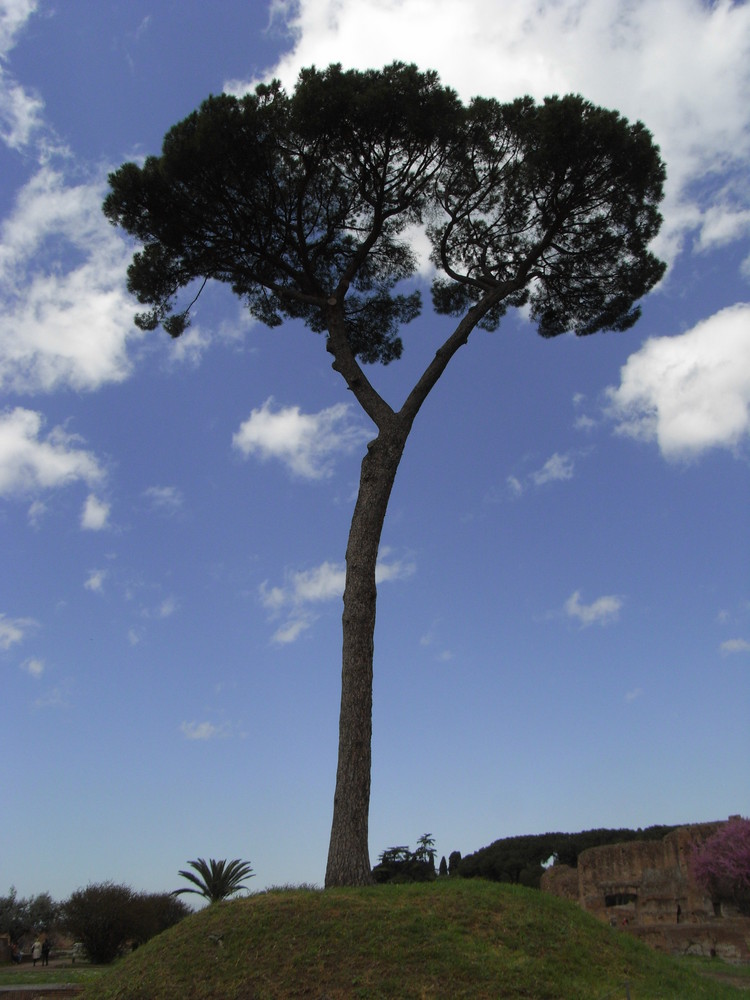 Baum mit Himmelhintergrund